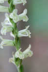 Greenvein ladies tresses